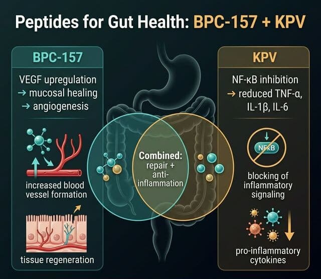 BPC-157 vs KPV Gut Health Mechanisms Diagram of BPC-157 and KPV for gut health: BPC-157 is shown upregulating VEGF for mucosal healing and blood vessel formation, KPV is shown inhibiting NF-kB to reduce TNF-alpha, IL-1 beta and IL-6, with the overlap labelled repair plus anti-inflammation.
